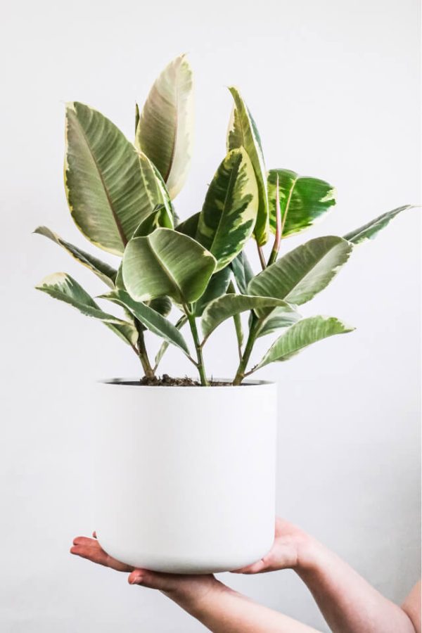 Calathea Beauty Star - Imagem 2